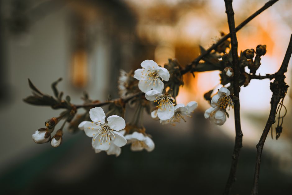Gros plan de fleurs blanches sur une branche avec un arrière-plan flou, capturant l'essence du printemps.