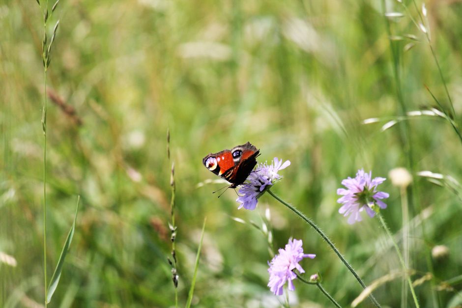 Gros plan d'un vibrant papillon paon perché sur une fleur violette dans une prairie herbeuse.