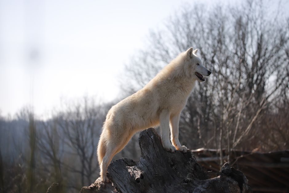 Élégant loup arctique blanc sur un rocher dans un paysage forestier, Mervent, France.