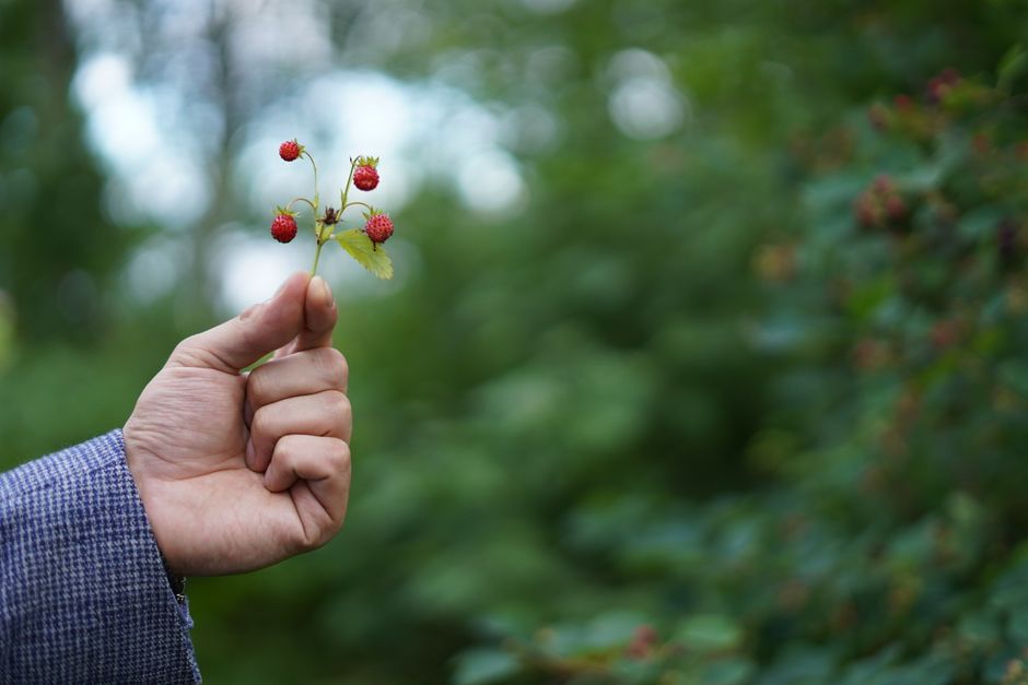 Une main tient une petite branche avec des baies sauvages rouges sur un arrière-plan vert flou.
