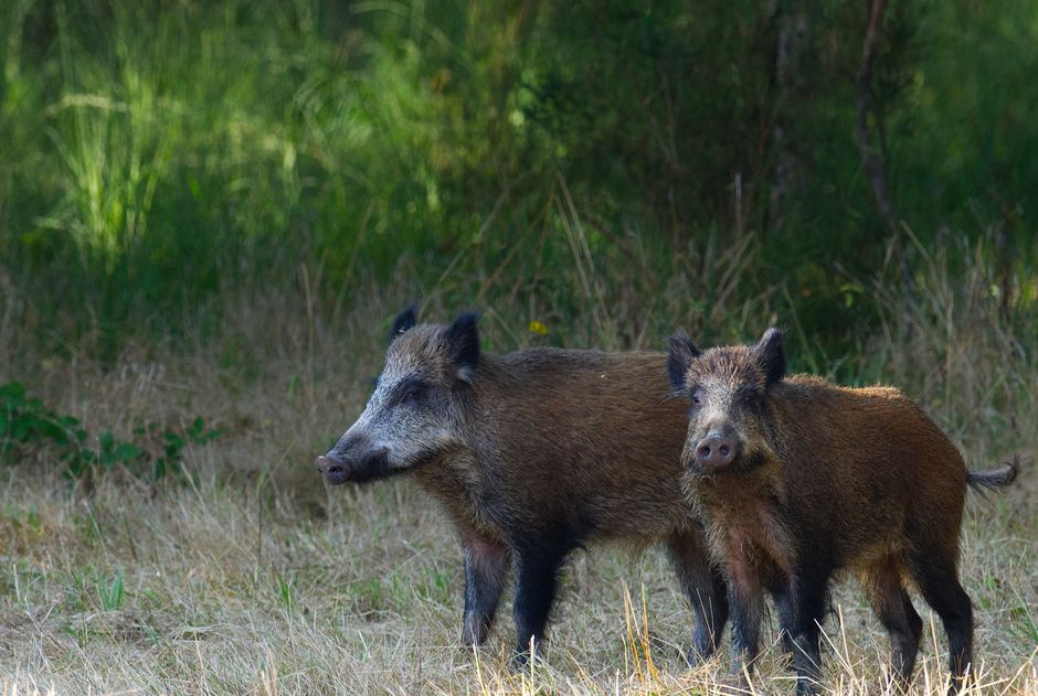 Deux sangliers debout dans une clairière herbeuse en pleine journée.