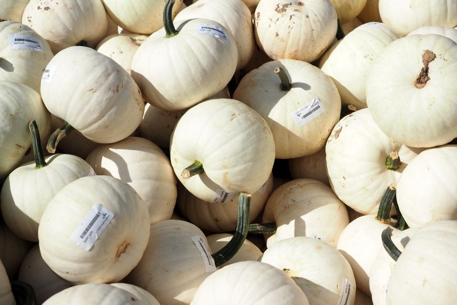 Un gros plan sur des citrouilles blanches avec des tiges, parfaites pour la décoration d'automne.
