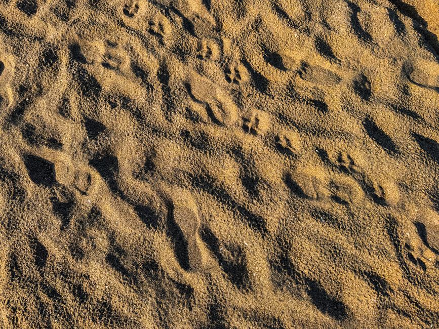 Vue détaillée de la surface sablonneuse avec des empreintes d'animaux visibles projetant des ombres.