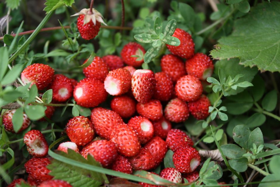 Une grappe de fraises sauvages fraîches nichées parmi un feuillage vert vibrant, mettant en valeur leur beauté naturelle.