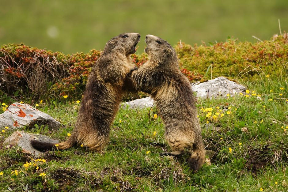 Deux marmottes interagissent de manière ludique dans les prairies pittoresques du parc national de la Vanoise, en France.