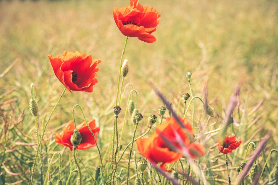 Des pavots rouges éclatants se balançant dans une douce brise d'été, sur fond de prairie luxuriante.