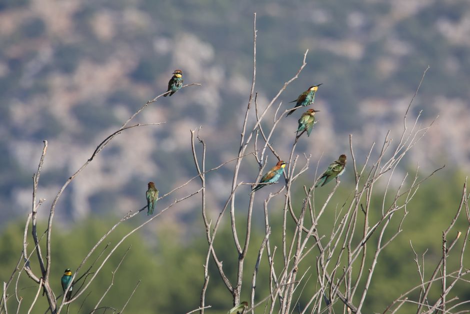 Un groupe de guêpiers européens colorés perchés sur des branches nues sur fond naturel flou.