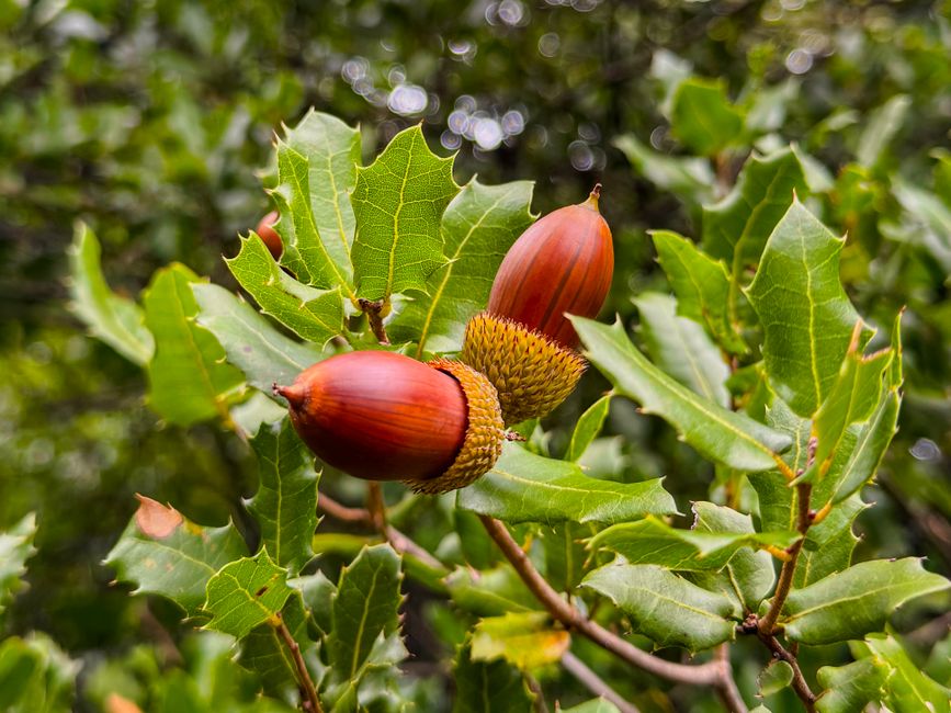 Image détaillée de glands sur une branche de chêne, capturant les couleurs éclatantes de la nature.