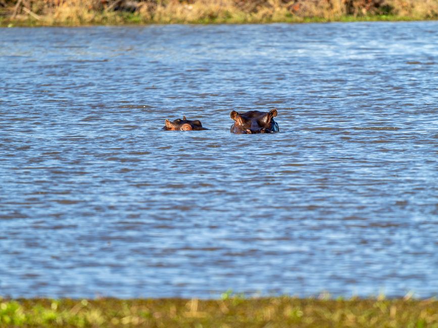 Deux hippopotames émergent de l'eau dans un cadre fluvial serein.