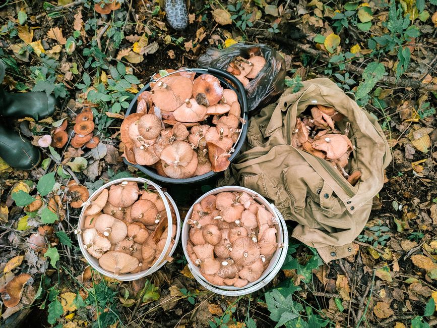 Des seaux de champignons fraîchement récoltés sur le sol forestier, présentant une riche récolte d'automne.