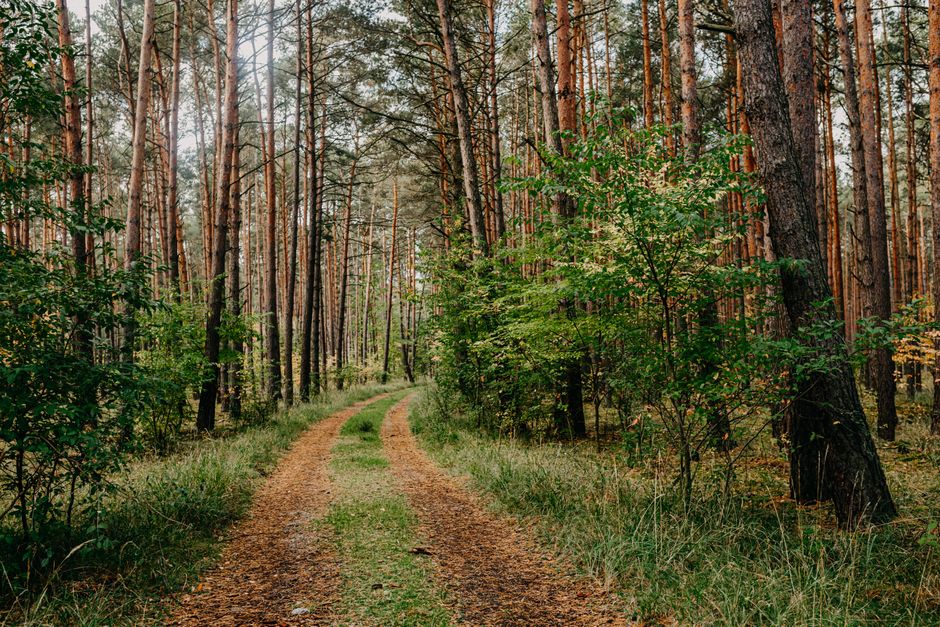 Sentier forestier paisible avec des arbres imposants et une végétation luxuriante, parfait pour des promenades en nature.