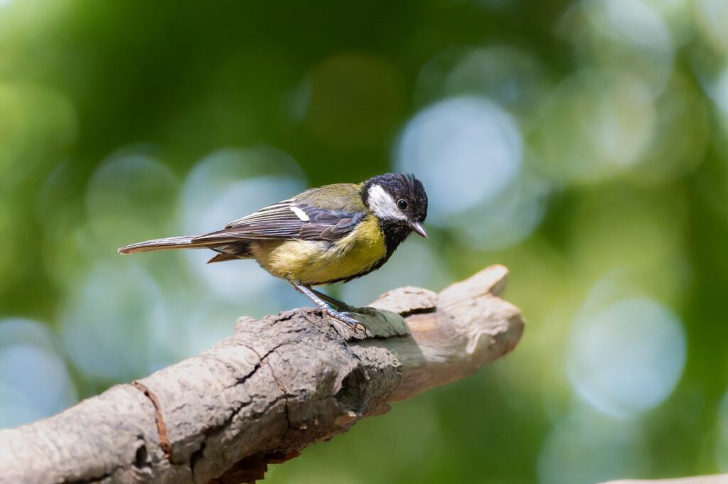 Observation des Oiseaux : Guide Débutant pour la Nature