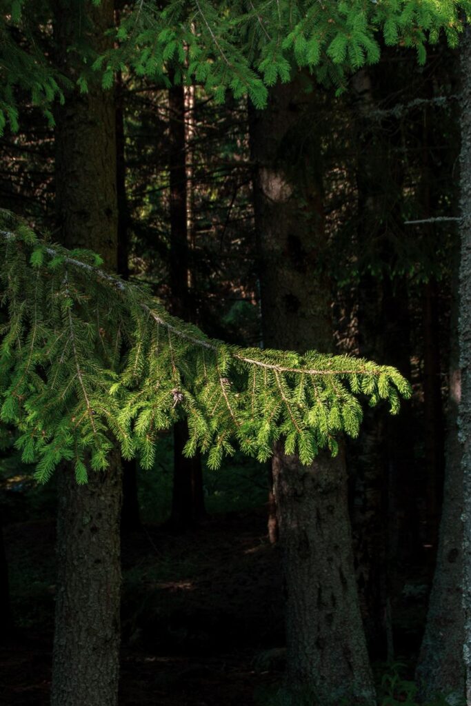Forêt de Brocéliande : Légendes, Sentiers et Bivouac