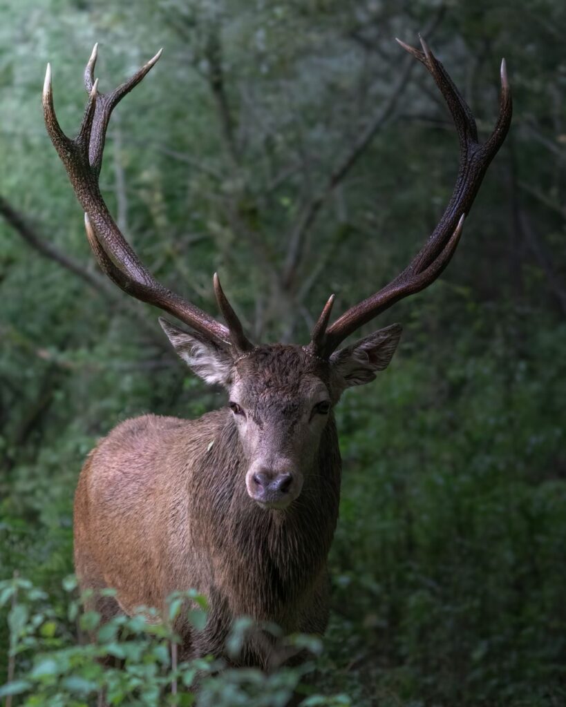 Le Cerf Élaphe : Brame, Habitat et Où l'Observer | Guide