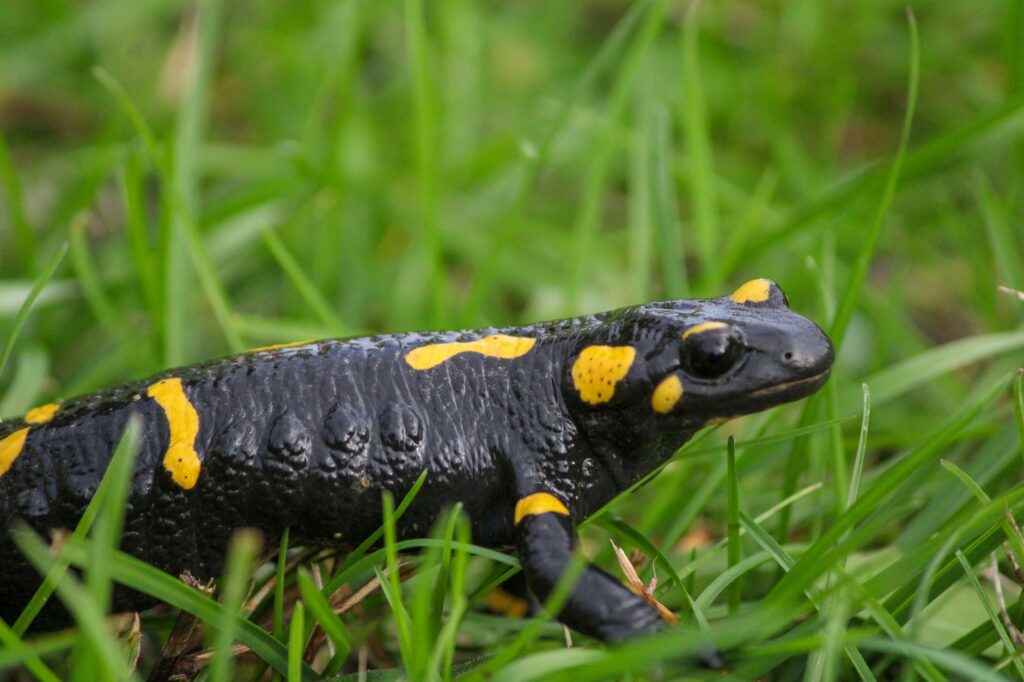 La Salamandre Tachetée : Habitat, Mœurs et Protection