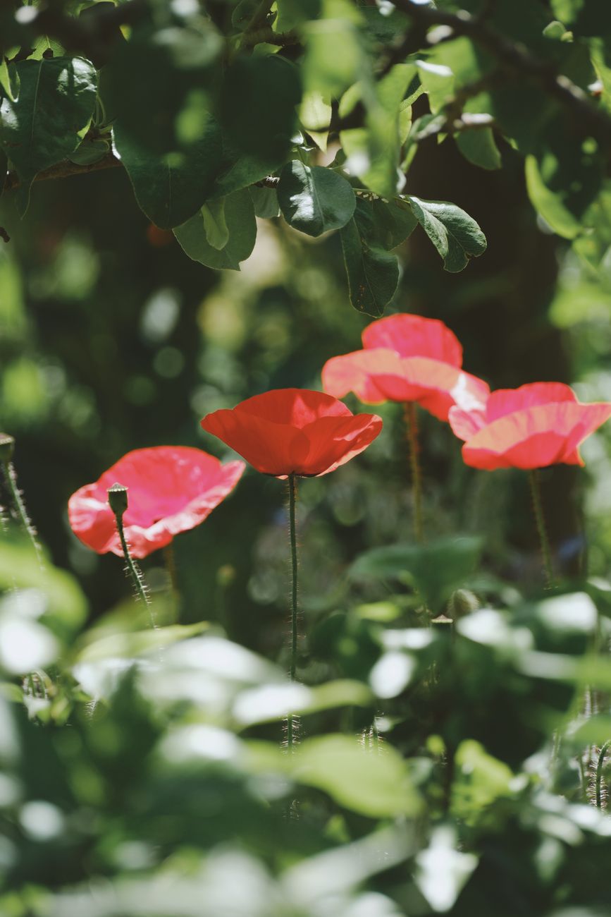 Le Coquelicot : Symbolique, Floraison et Guide de Semis