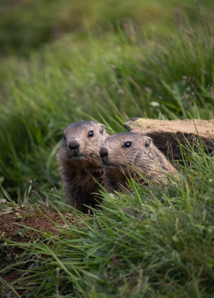 La Marmotte des Alpes : Hibernation, Habitat et Observation