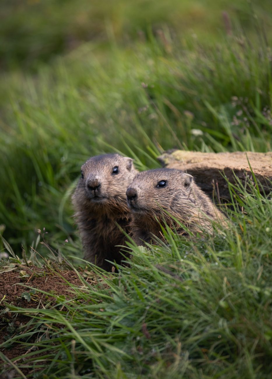 La Marmotte des Alpes : Hibernation, Habitat et Observation